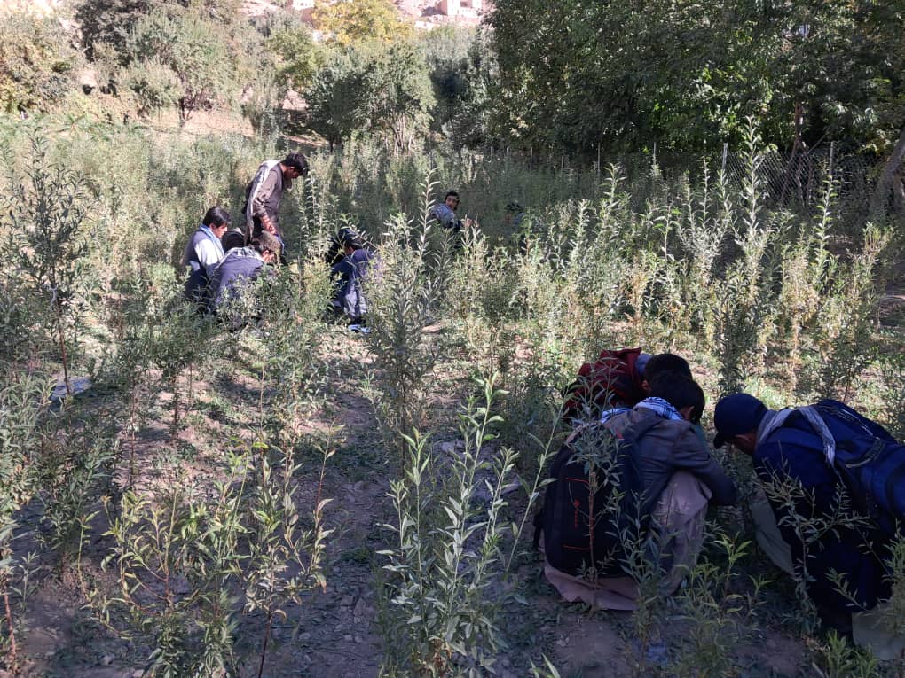 سیر علمی محصلان صنف سوم و چهارم رشتههای اگرانومی و باغداری پوهنحی زراعت پوهنتون دایکندی به ولسوالی پاتو